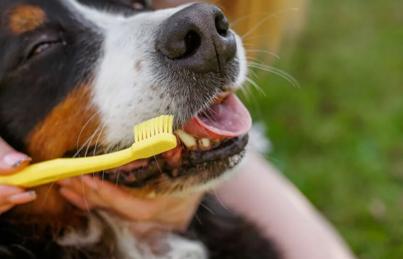 Владелец чистит зубы собаке